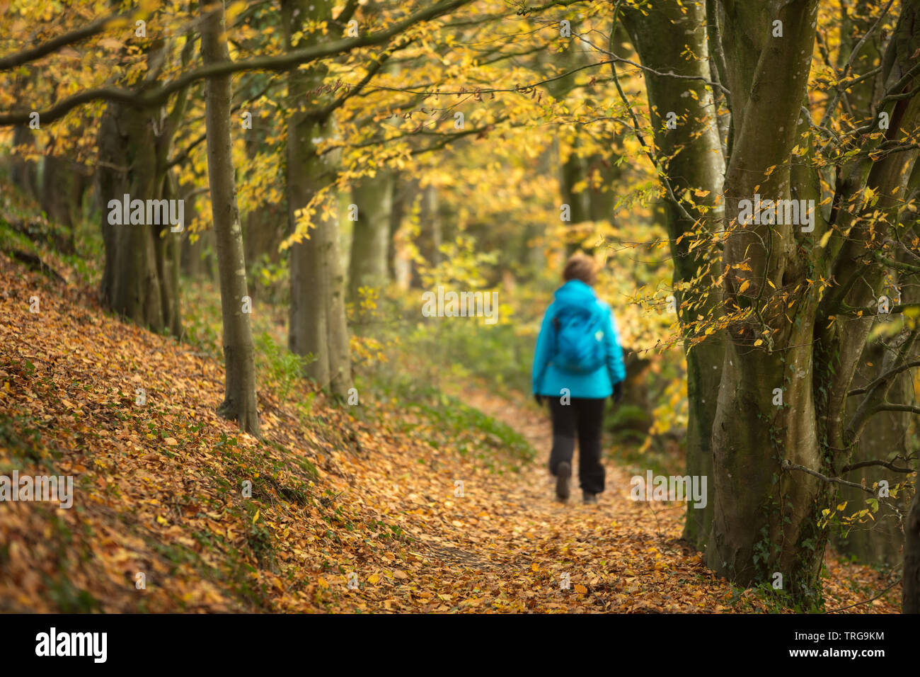 A walker in autumnal Holway Woods near Sandford Orcas, Dorset, England Stock Photo