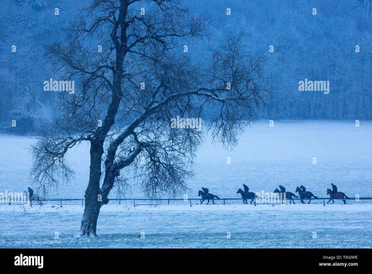 Race horses being exercised in the snow, Venn Farm, Milborne Port, Somerset, England, UK Stock Photo