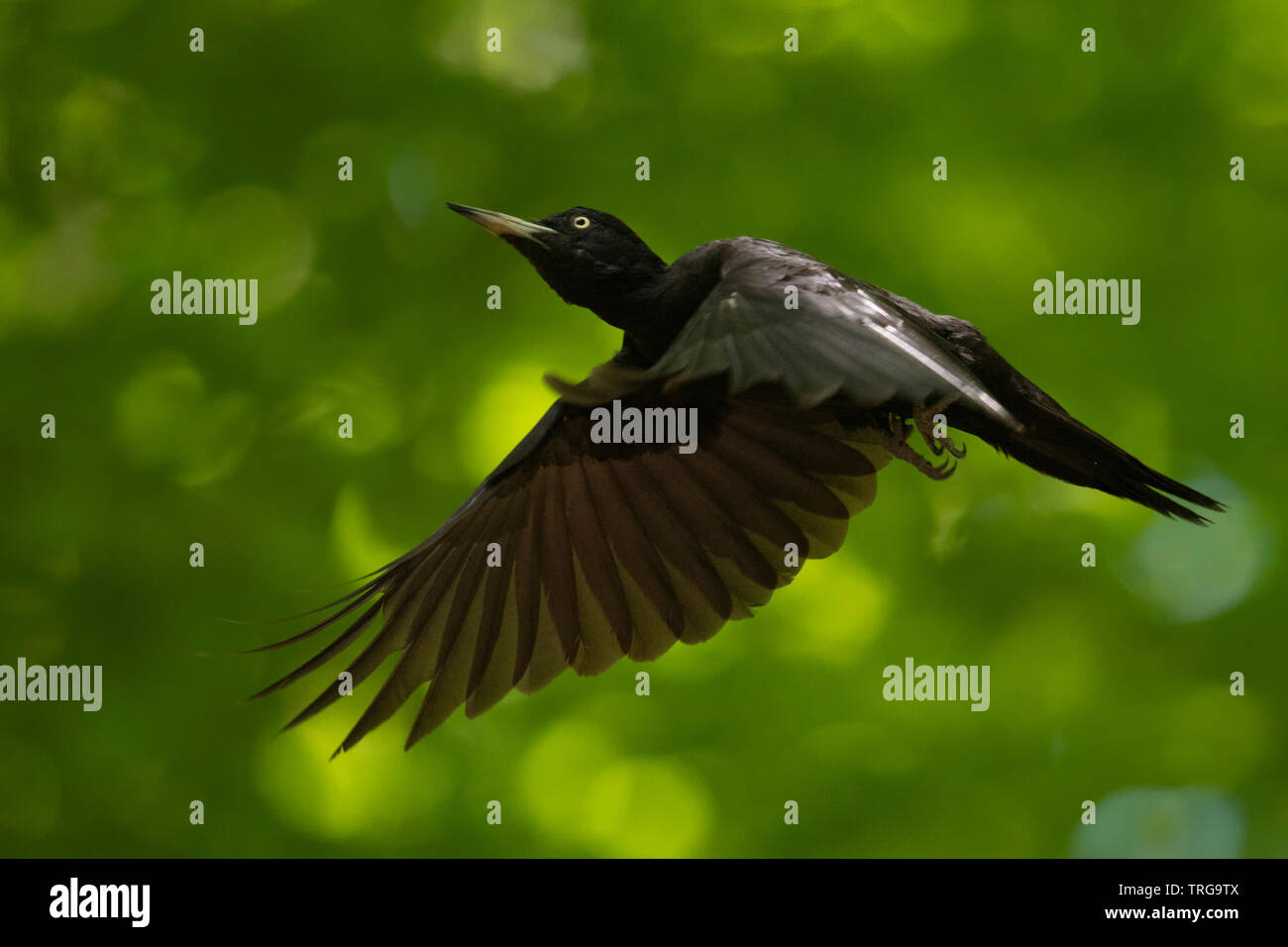 Black Woodpecker / Schwarzspecht ( Dryocopus martius ) adult female, in flight, flying, wildlife, Europe. Stock Photo