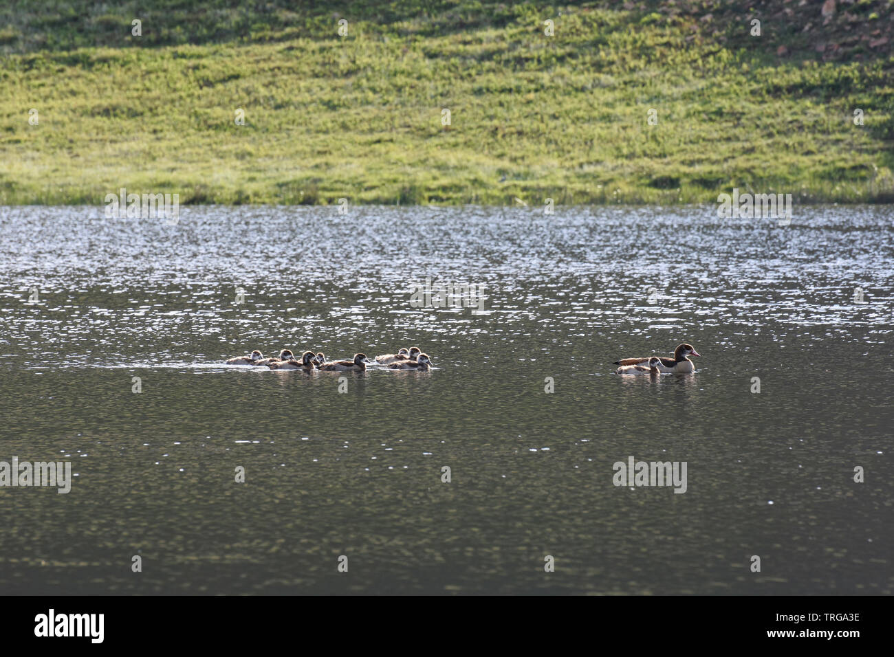 Flock Of Egyptian Geese On Freshwater Lake (Alopochen aegyptiaca) Stock Photo