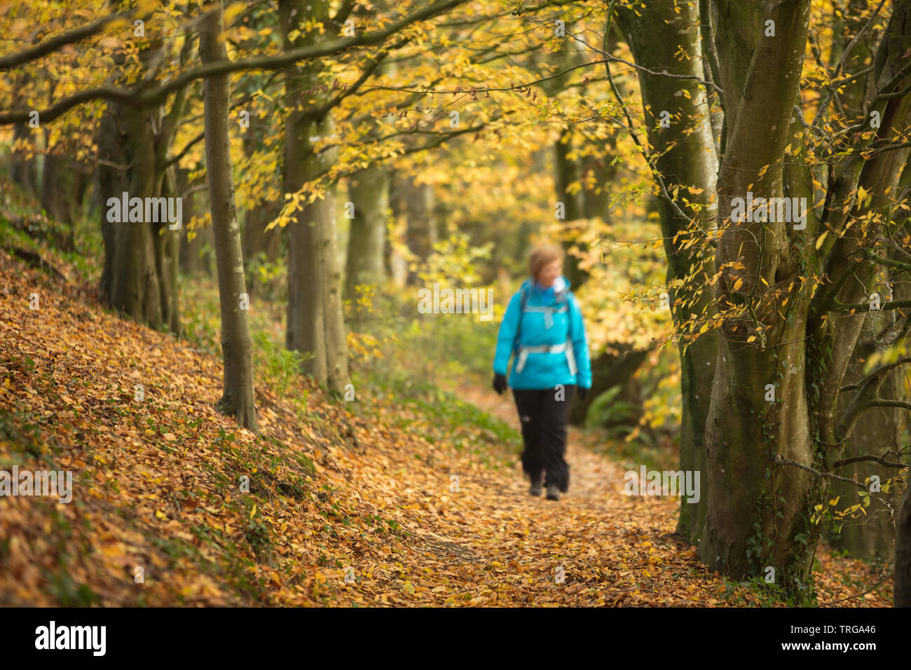 A walker in autumnal Holway Woods near Sandford Orcas, Dorset, England, UK Stock Photo