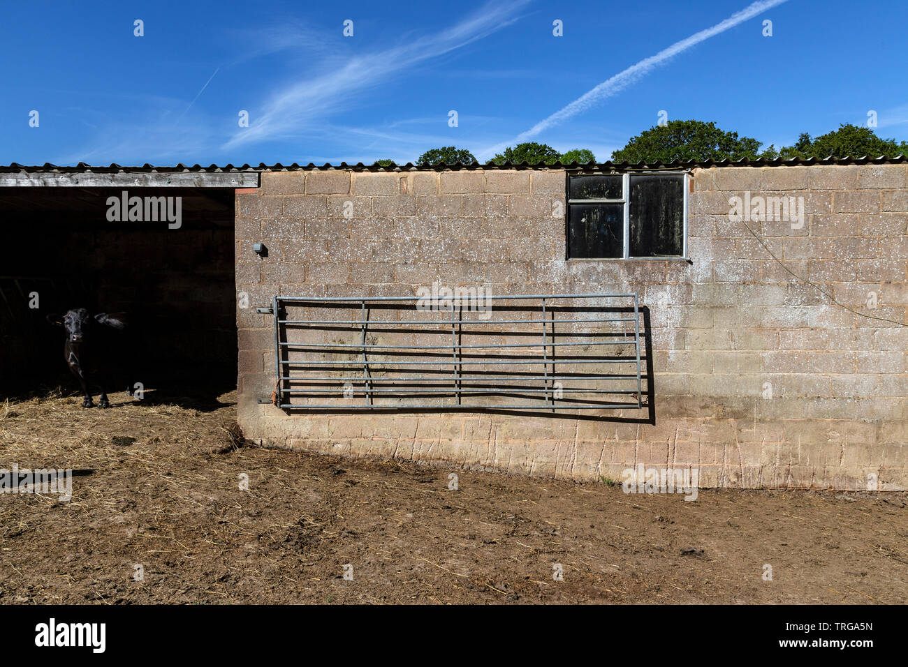Barn, Stone - Object, Stone Material, Devon, Old, Outdoors, Wall - Building Feature, Agricultural Field, Agriculture, Awe, Boulder - Rock, Built Struc Stock Photo