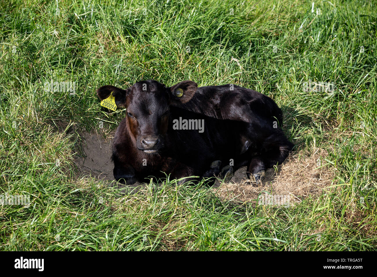 Dexter calves,Agricultural Field, Agriculture, Animal, Animal Head