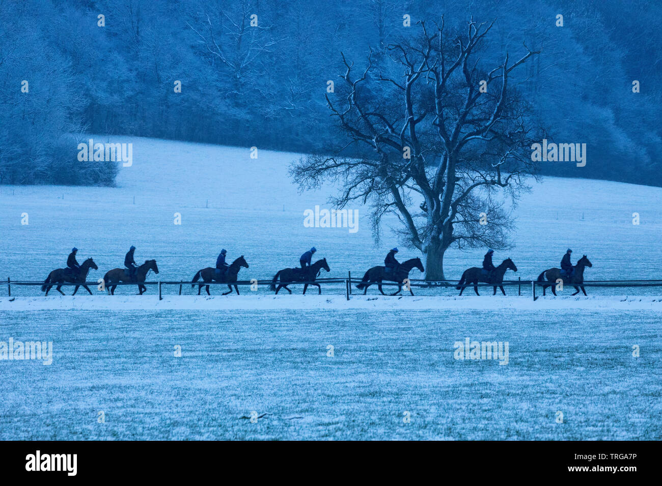 Race horses being exercised in the snow, Venn Farm, Milborne Port, Somerset, England, UK Stock Photo