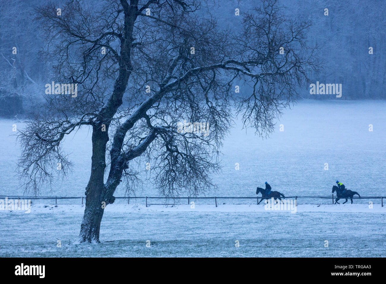 Racehorses being exercised in the snow, Venn Farm, Milborne Port, Somerset, England, UK Stock Photo