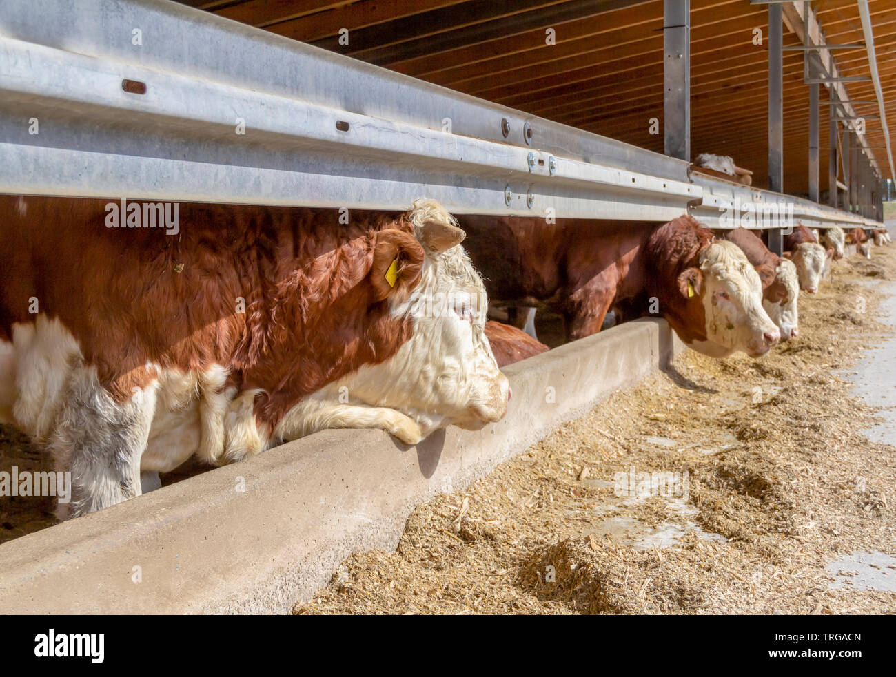 some cattle at feed in a barn in sunny ambiance seen in Southern