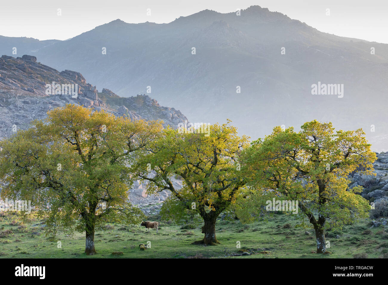 Cattle and trees catching the last light of day on the slopes of Lamas, Peneda-Gerês National Park, Braga, Portugal Stock Photo
