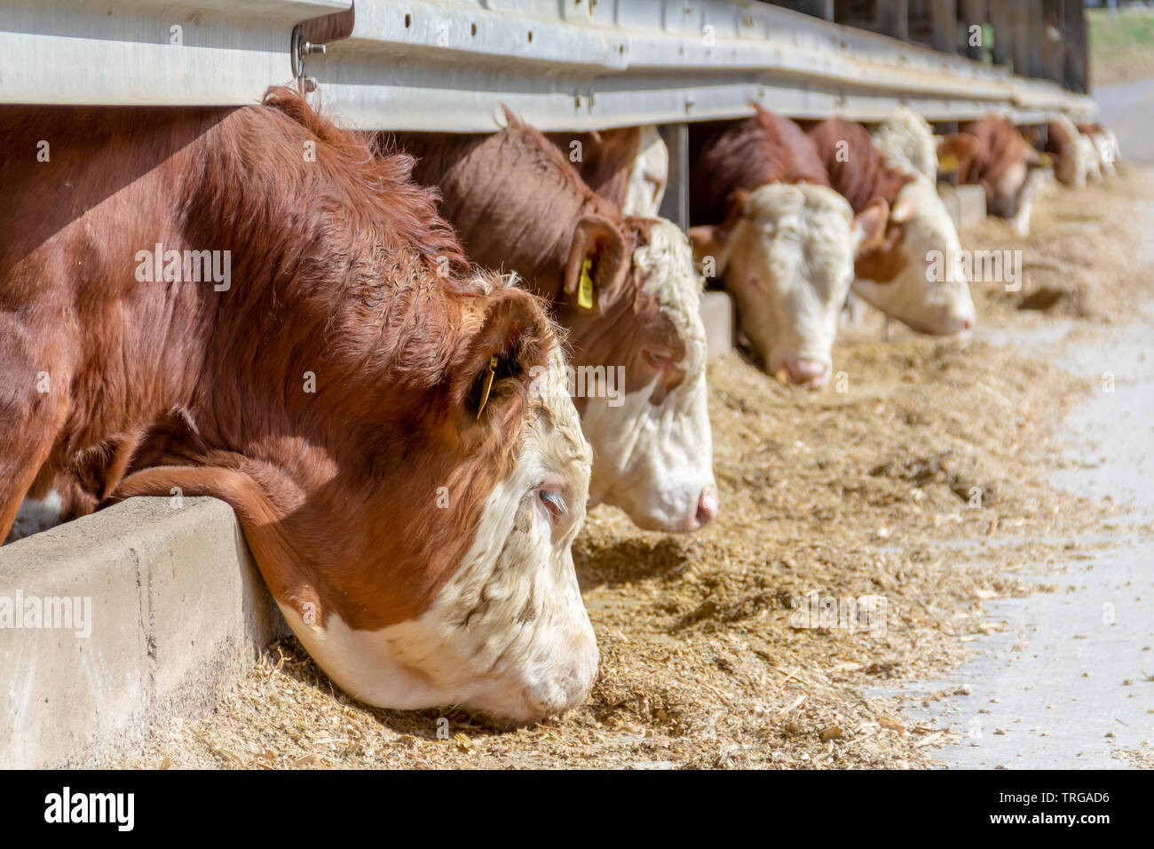 some cattle at feed in a barn in sunny ambiance seen in Southern