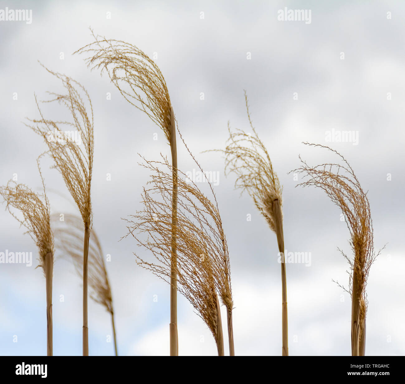 Stalks Vs Reeds Flexible stalk hi-res stock photography and images - Alamy