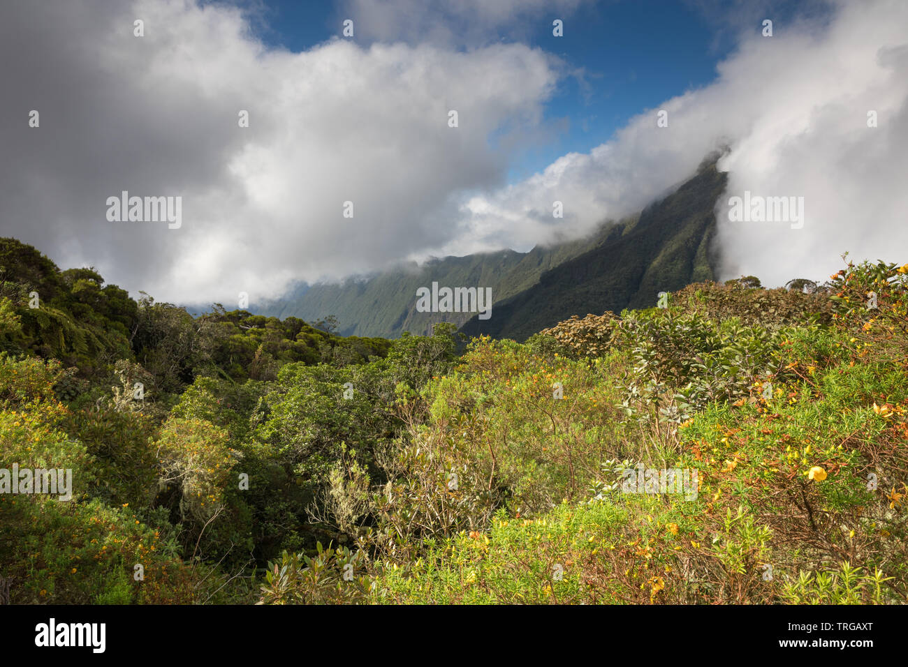 The Col de Boeuf, Réunion Island, France Stock Photo