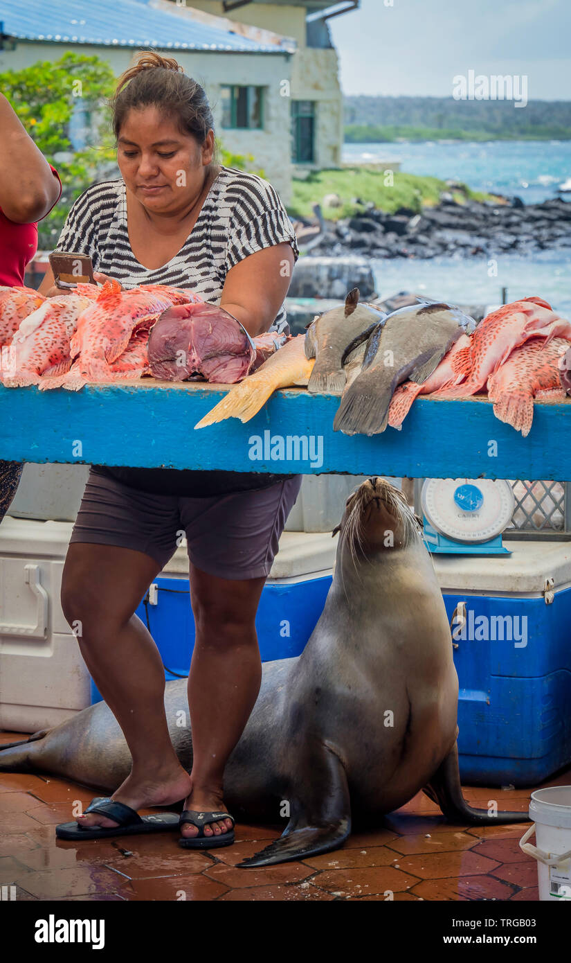Santa Cruz, Ecuador. April 15, 2019. Fisherman preparing a fish in the market while a Galapagos Sea Lion is waiting to be fed Stock Photo