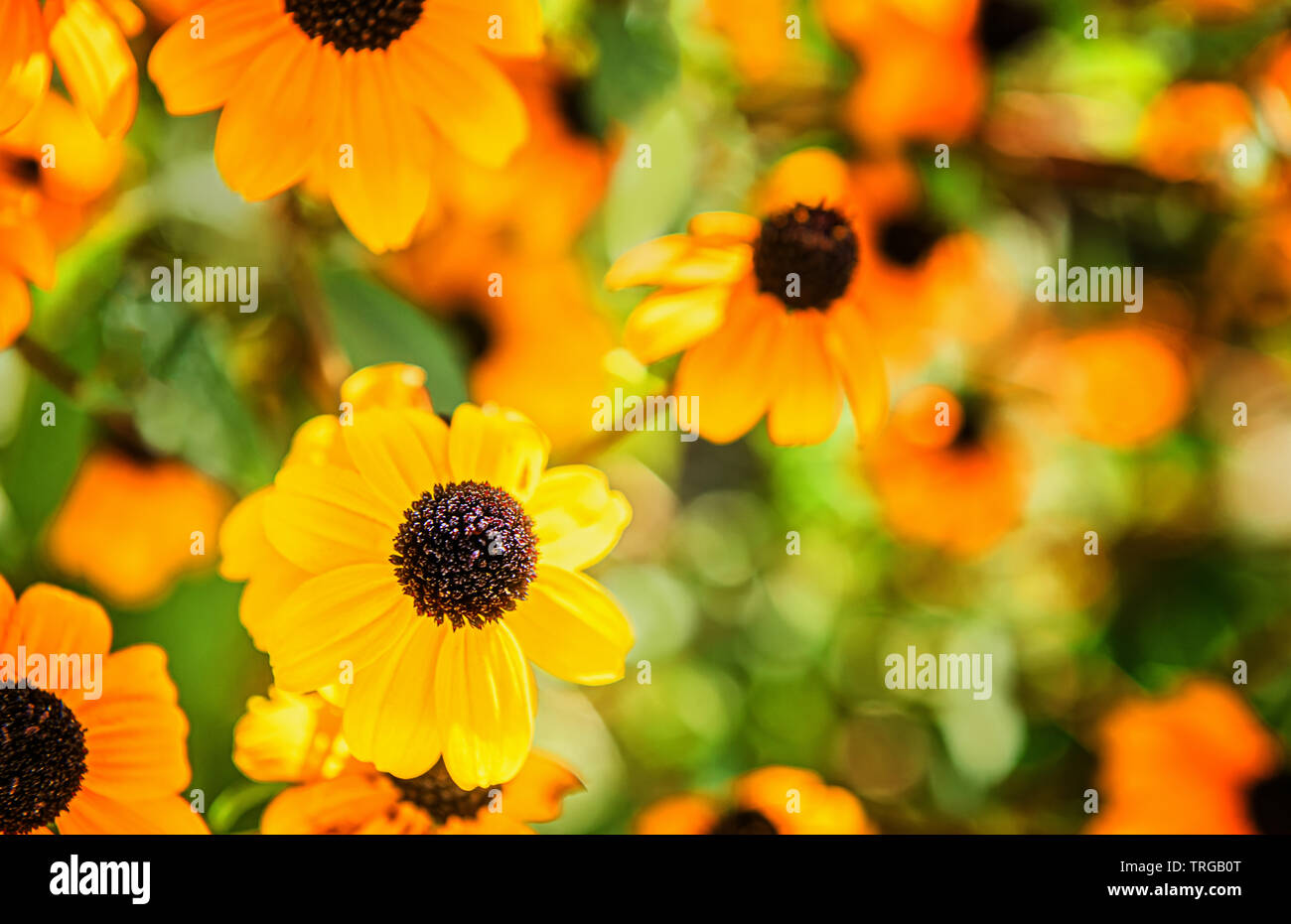 Black Flowers on Yellow Images Creative Store