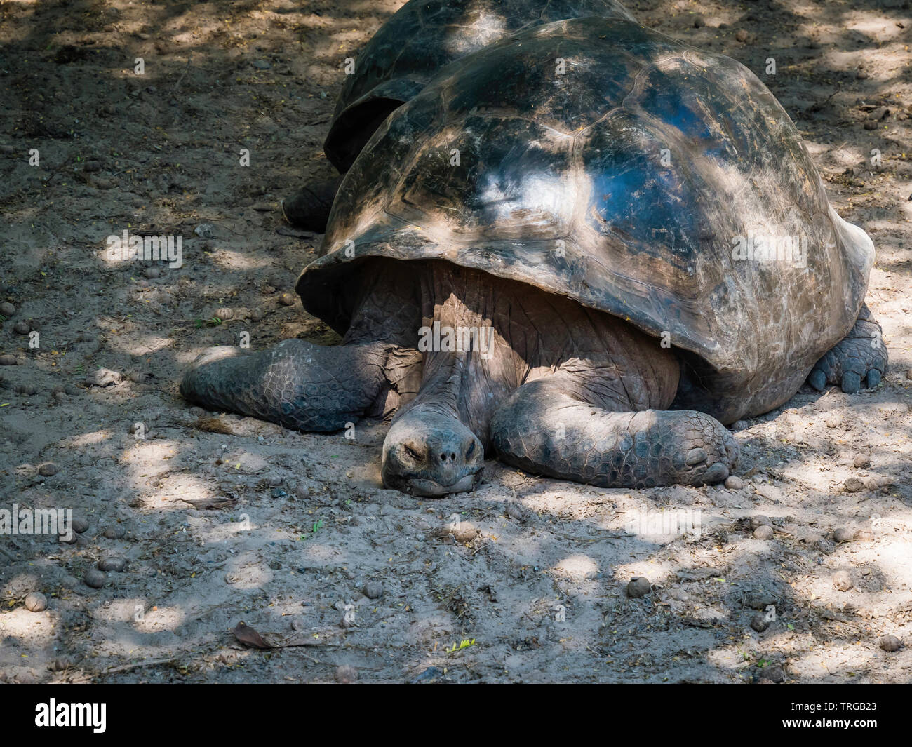 Close up of a beautiful Giant Tortoise in the highland of Santa Cruz Island, Galapagos Islands, Ecuador Stock Photo