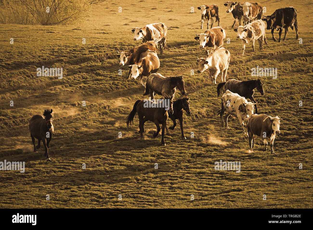 domestic animals on meadow, horses and cows running Stock Photo