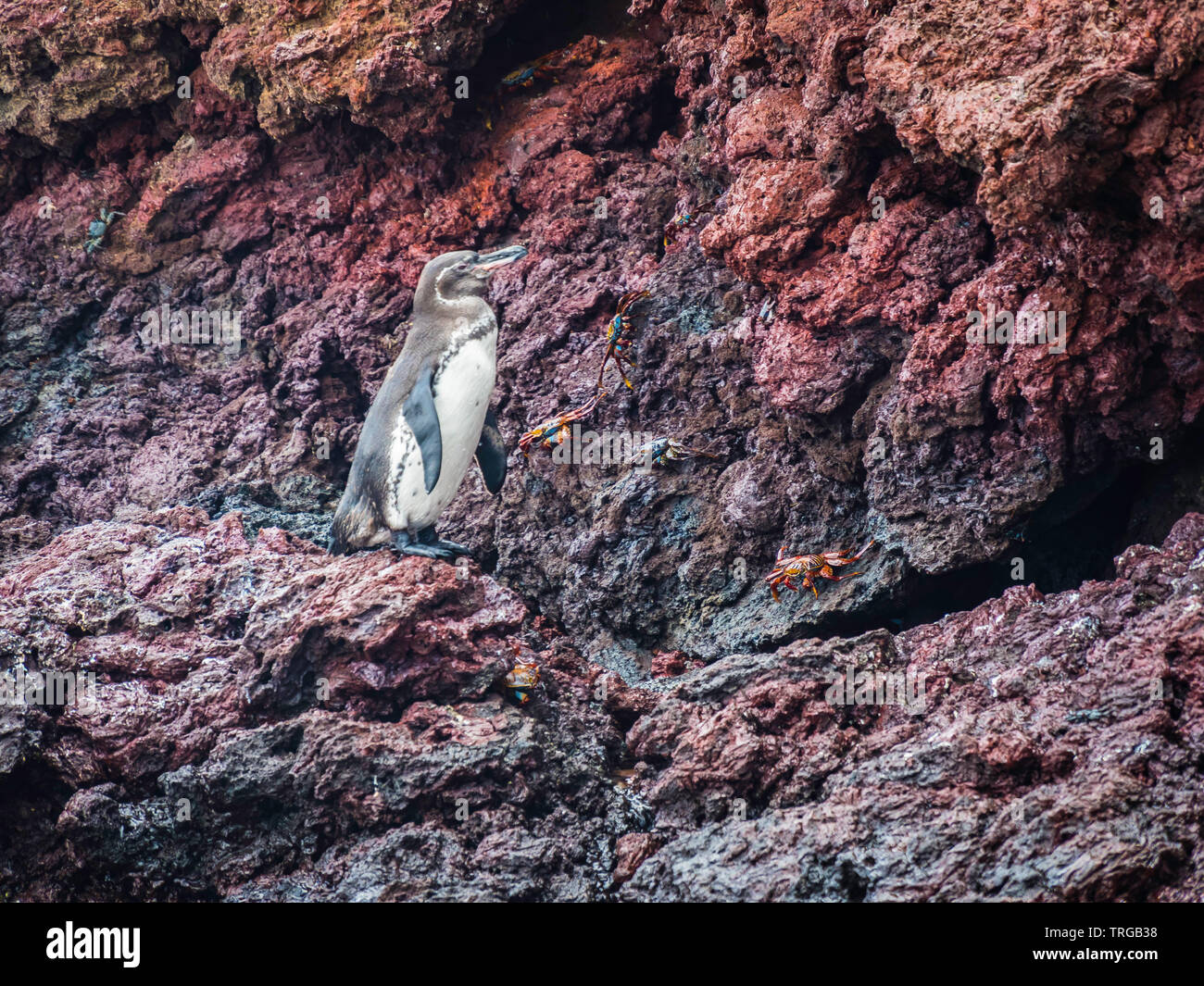Galapagos animals cute hi-res stock photography and images - Alamy