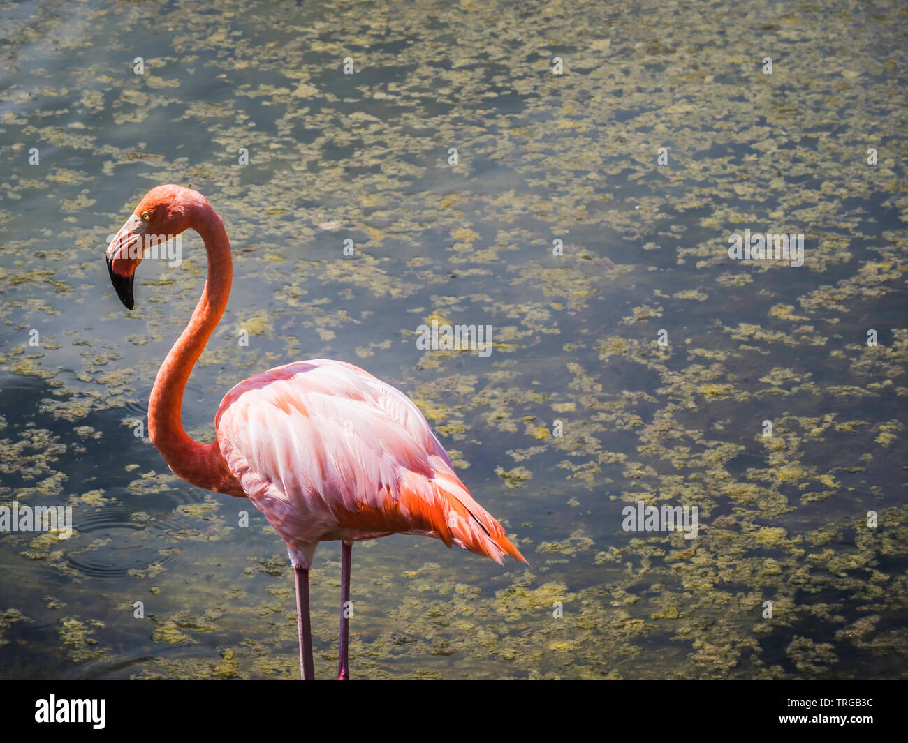 Beautiful Greater Galapagos Flamingo seen on the Isabela Island, Galapagos Island, Ecuador Stock Photo