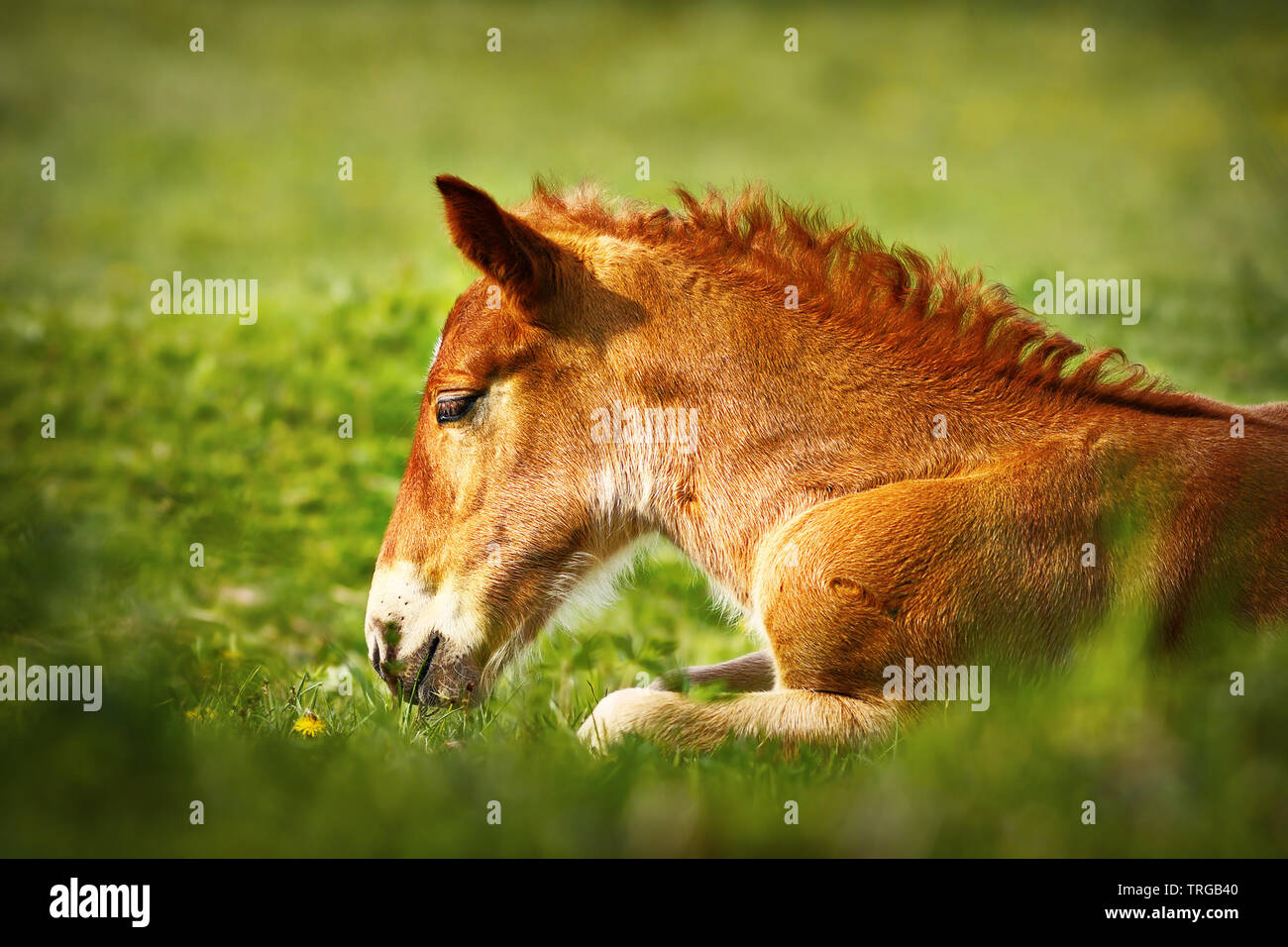 young brown horse closeup, domestic animal standing on green meadow Stock Photo
