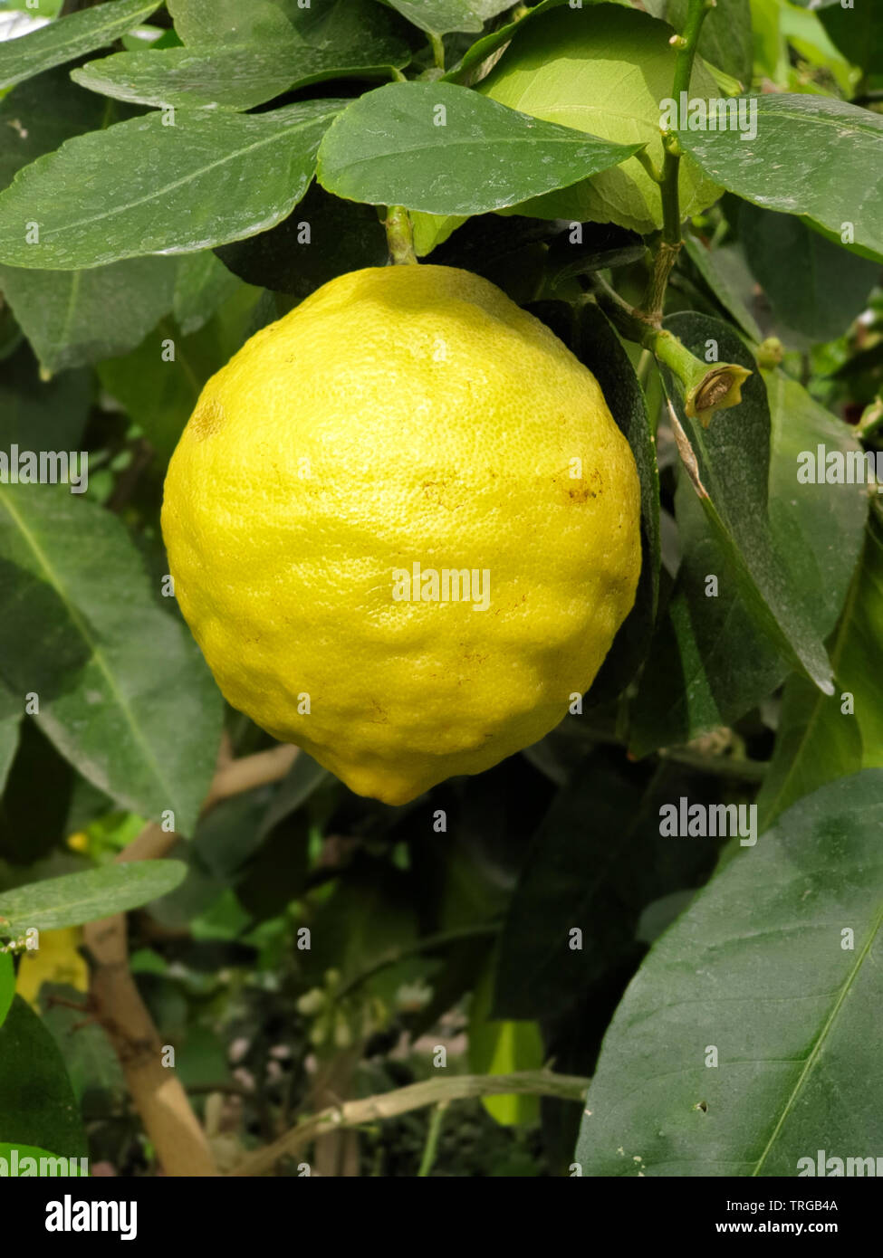 Imperfect yellow Lemon in a lemon tree Stock Photo