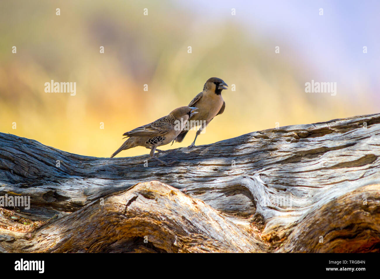 Two sparrows sitting on a branch of wood, looking around Stock Photo