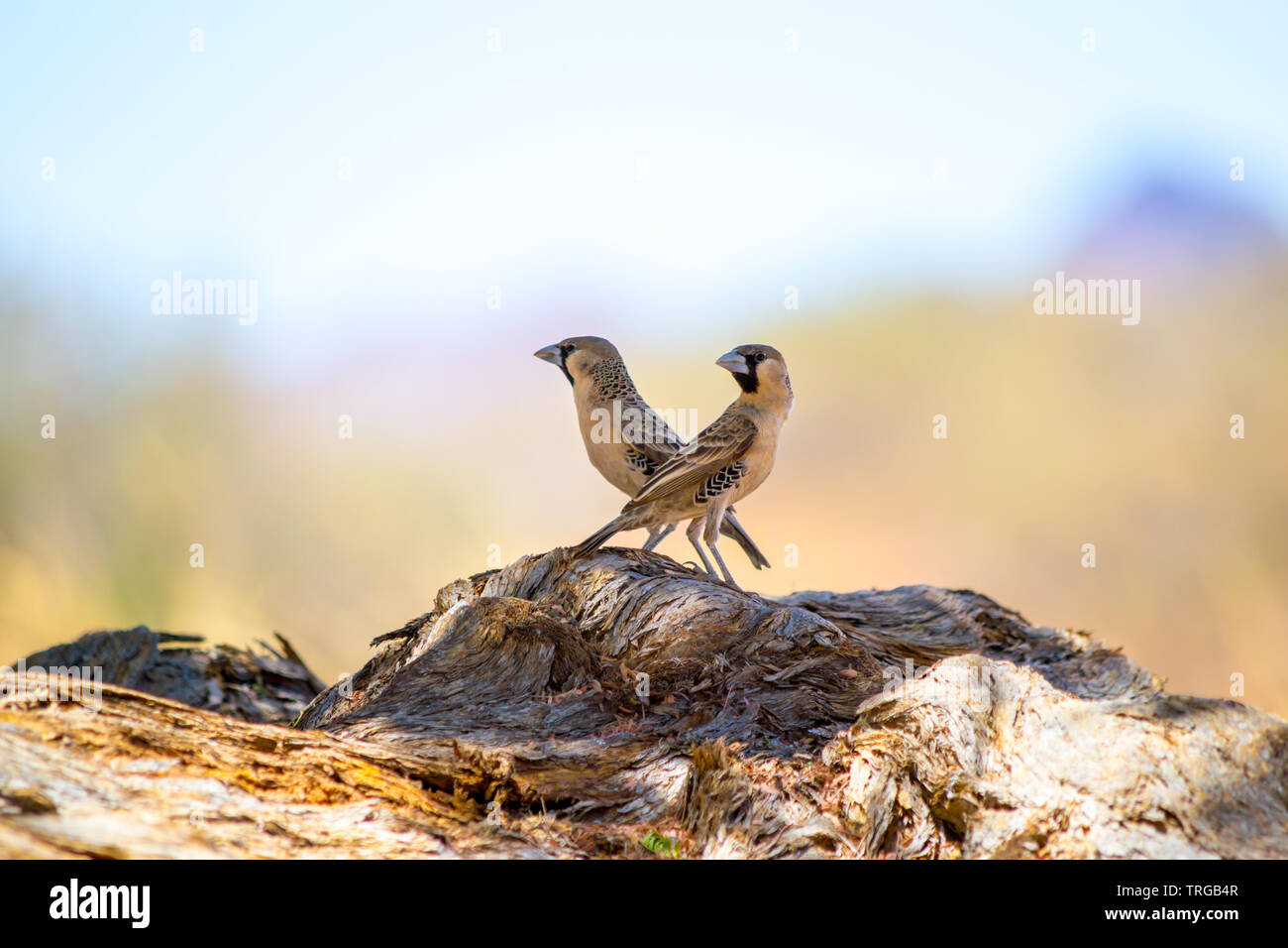 Two sparrows sitting on a branch of wood, looking in the same direction Stock Photo