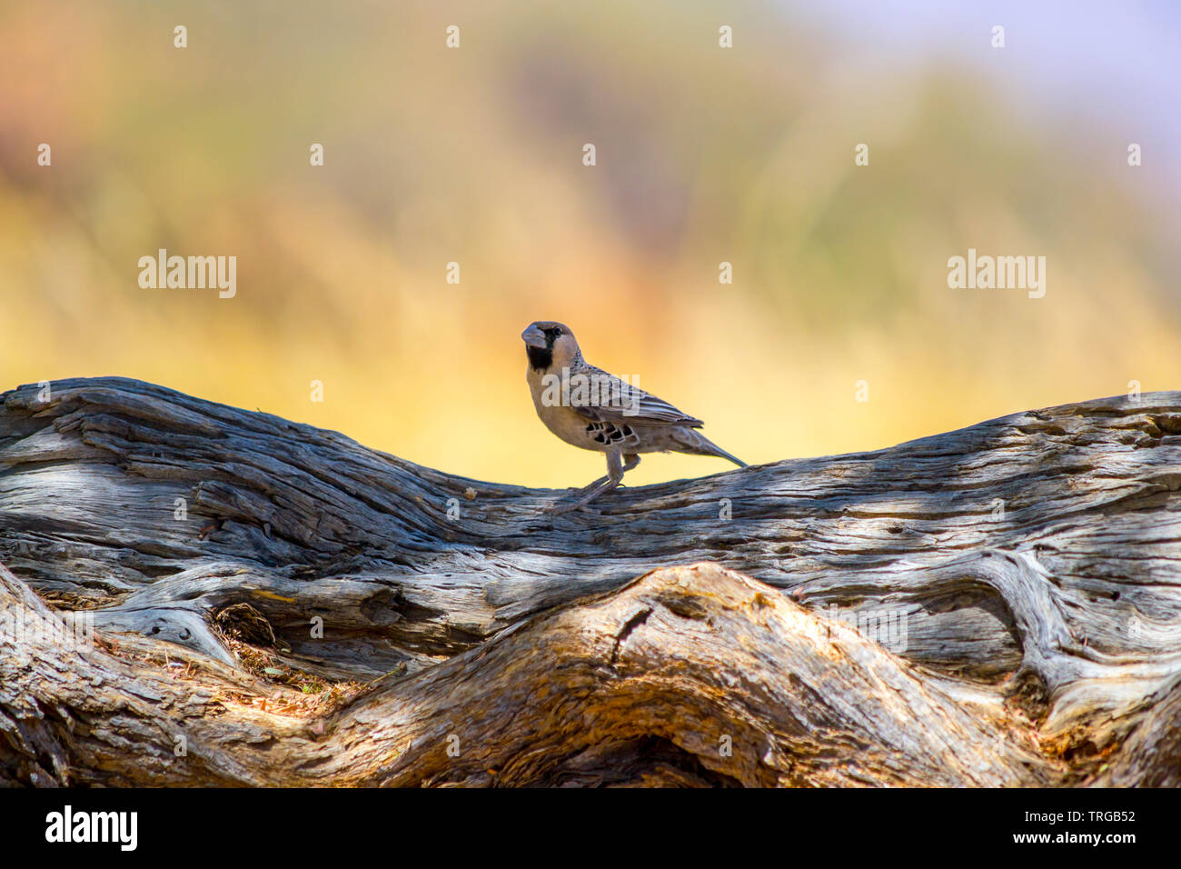 Single sparrow sitting on a wooden branch Stock Photo