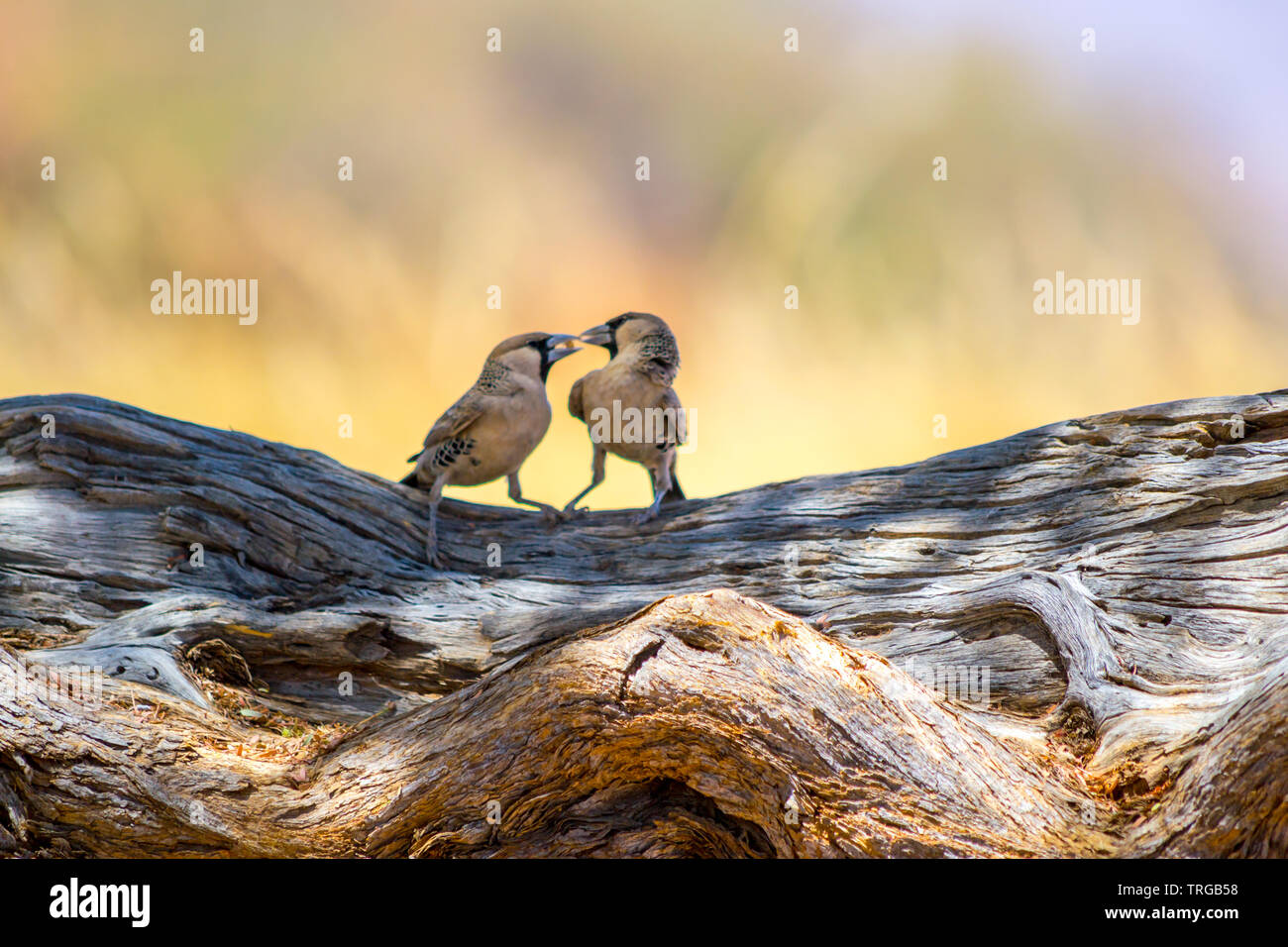 Two sparrows sitting on a branch of wood, playing with food Stock Photo