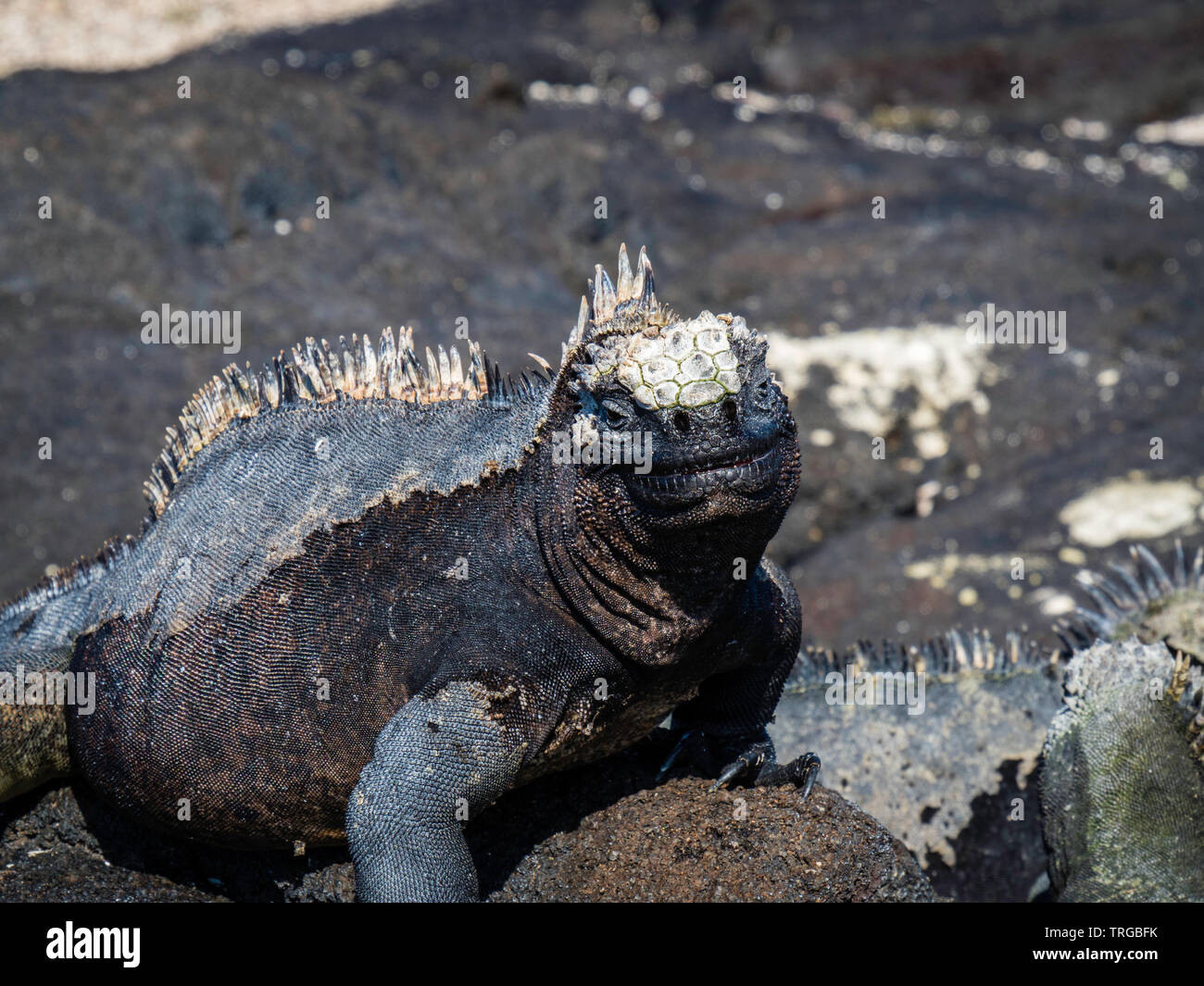marine iguanas sunbathing near Galapagos Islands, Ecuador Stock Photo