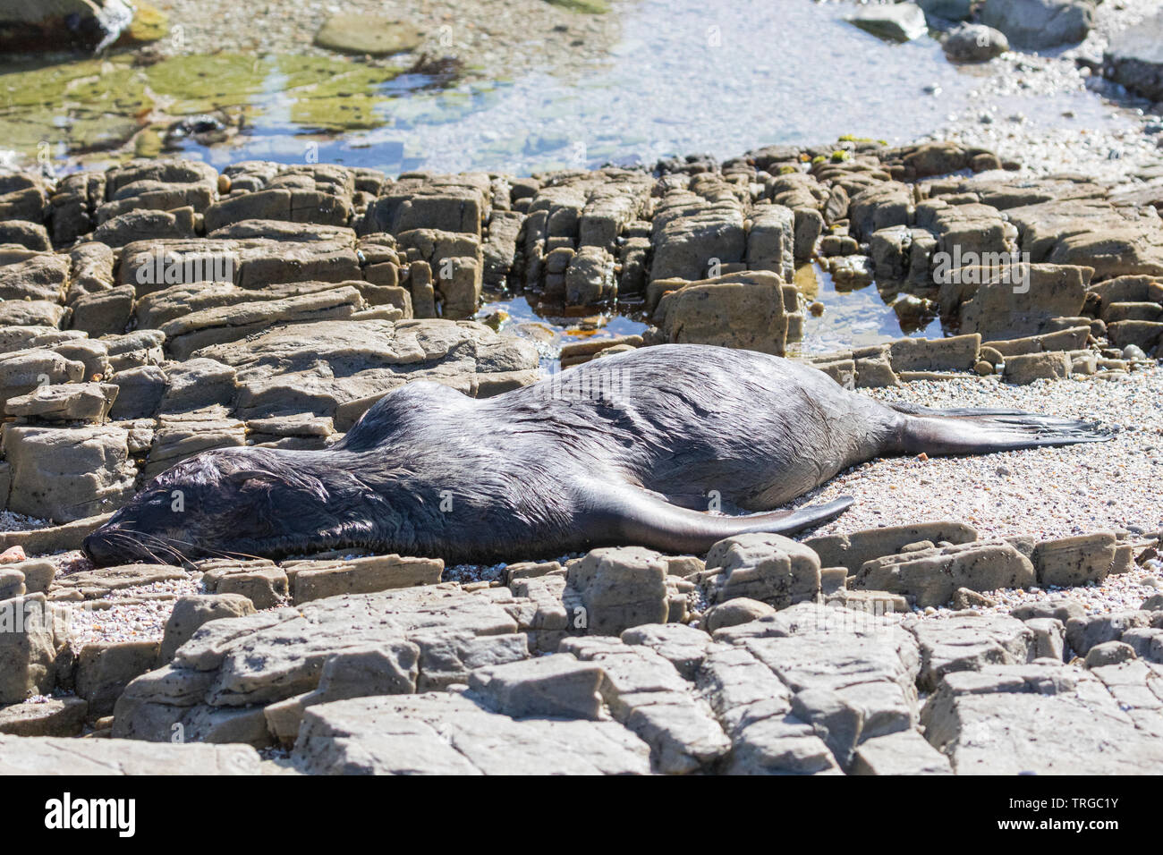 Carcass of South African Fur Seal or Brown Fur Seal (Arctocephalus pusillus) on rocks killed by  blunt force trauma to head, East Coast, Western Cape Stock Photo