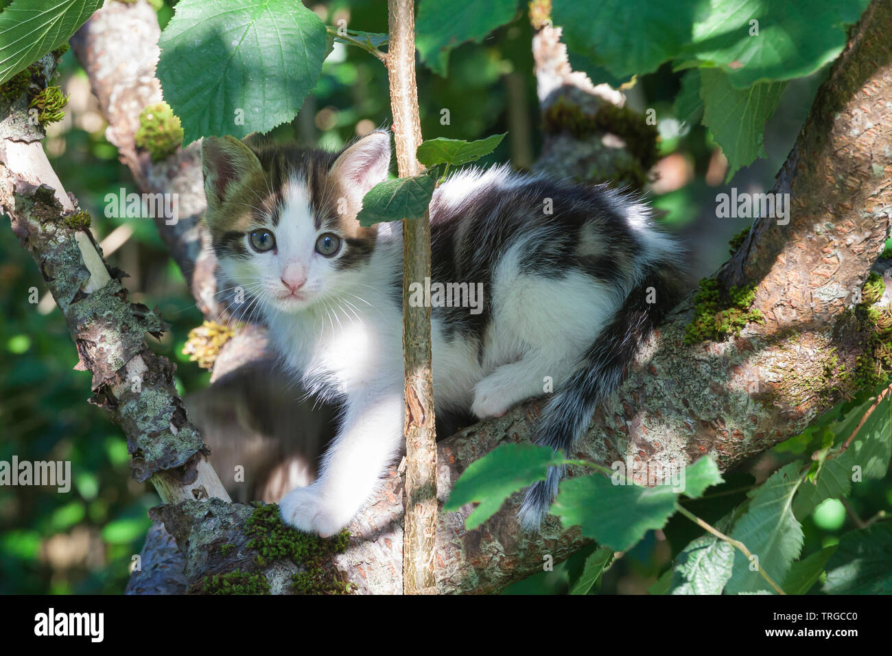 Small eight week old semi-feral kitten climbing a tree looking at the camera with huge round eyes, Stock Photo