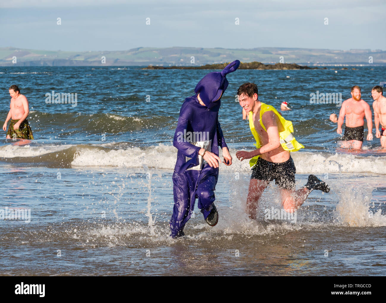 Loony Dook, New Year's Day: West Bay, Firth of Forth, North Berwick, East Lothian, Scotland; a young man in a Tinky Windy Teletubbies costume Stock Photo