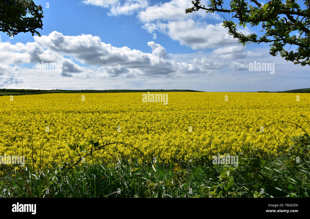 Stunning flowering field of rape seed flowers used to make oil Stock