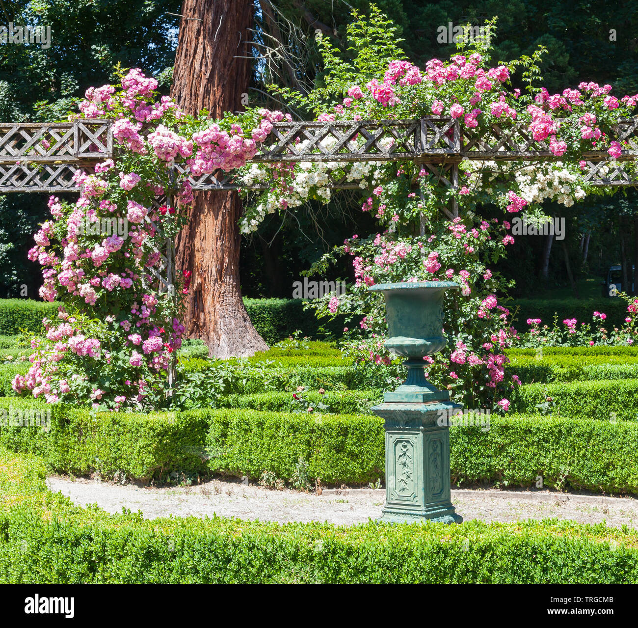 Public rose garden in Aubusson , Creuse, Nouvelle-Aquitaine, France with trellised climbing rose and historic urn Stock Photo