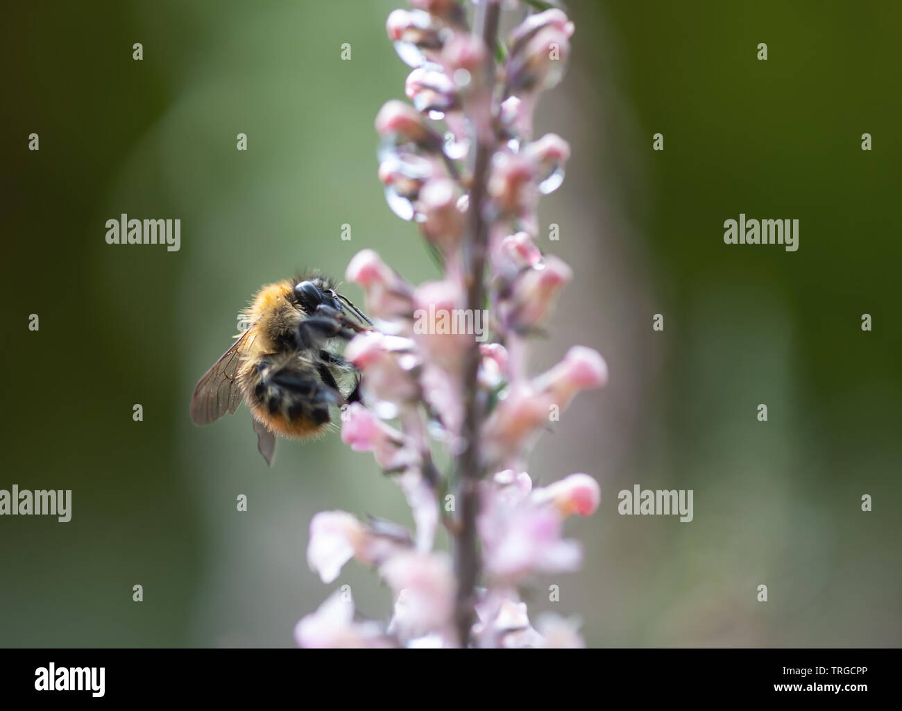 A bee on Linaria purpurea 'canon went' with rain drops. Stock Photo