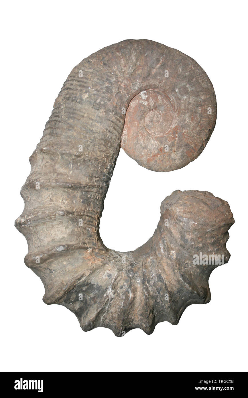 Ammonite Australiceras sp. With Partially Uncoiled Shell, Isle Of Wight, UK Stock Photo