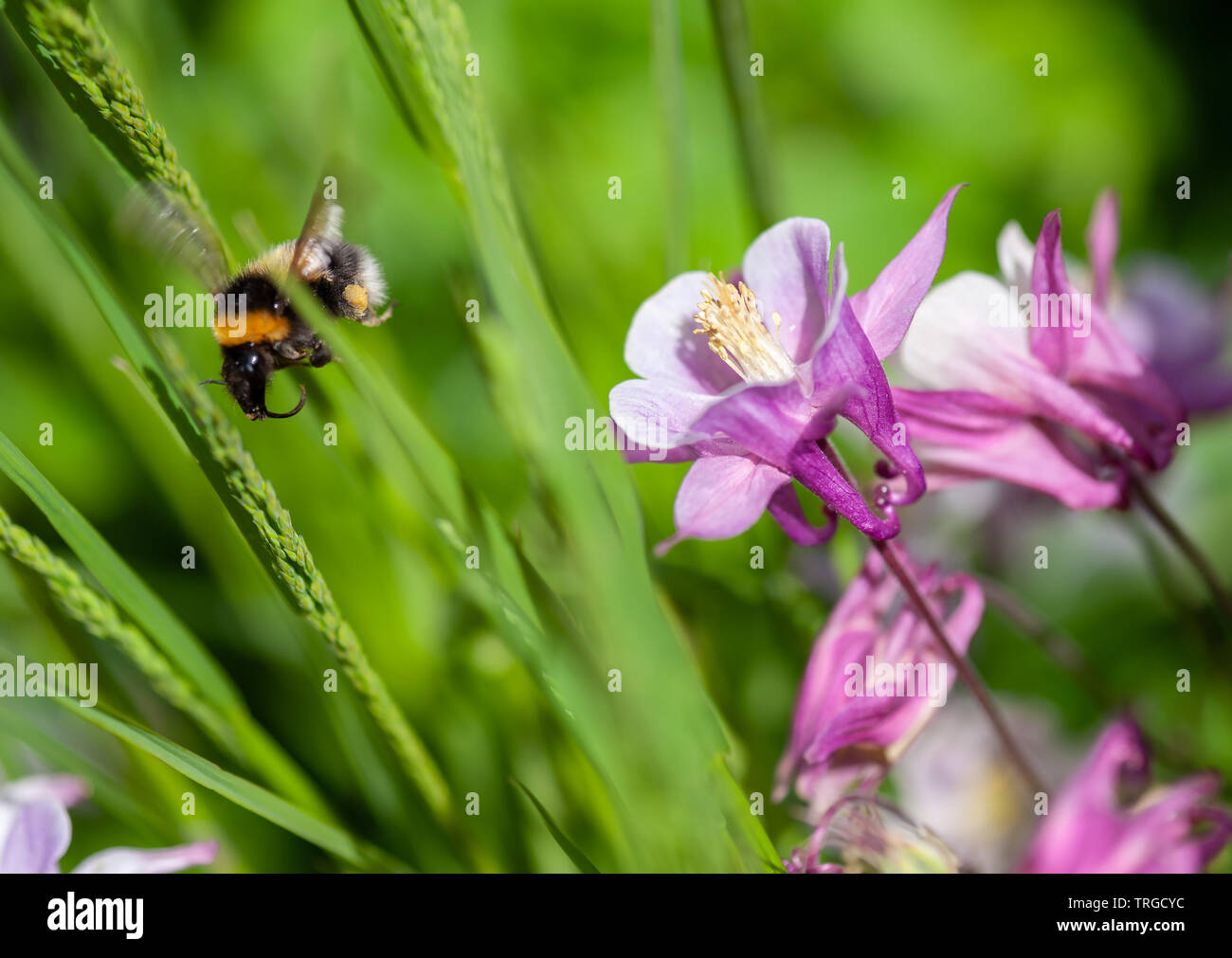 A busy bee amongst Aquilegia flowers Stock Photo Alamy