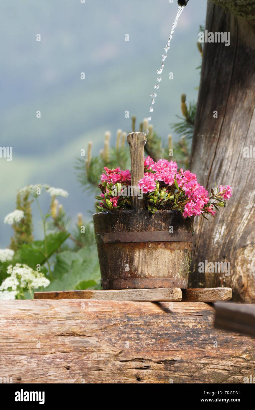 Azalea pot plant hires stock photography and images Alamy