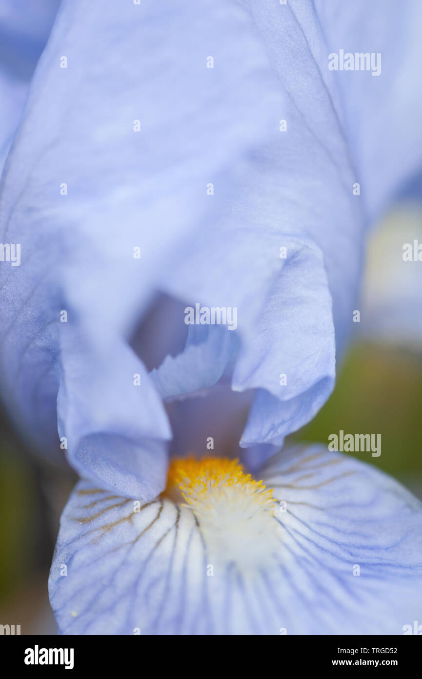 Blue Iris in the spring, UK. Stock Photo