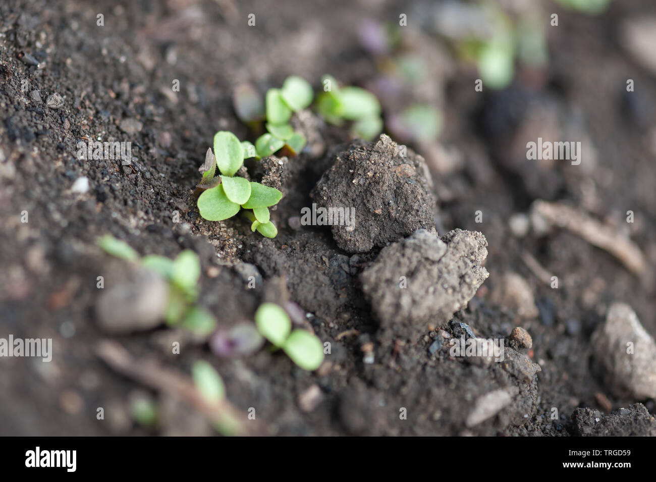 Lettuce seedlings emerge in a row through garden soil. Stock Photo