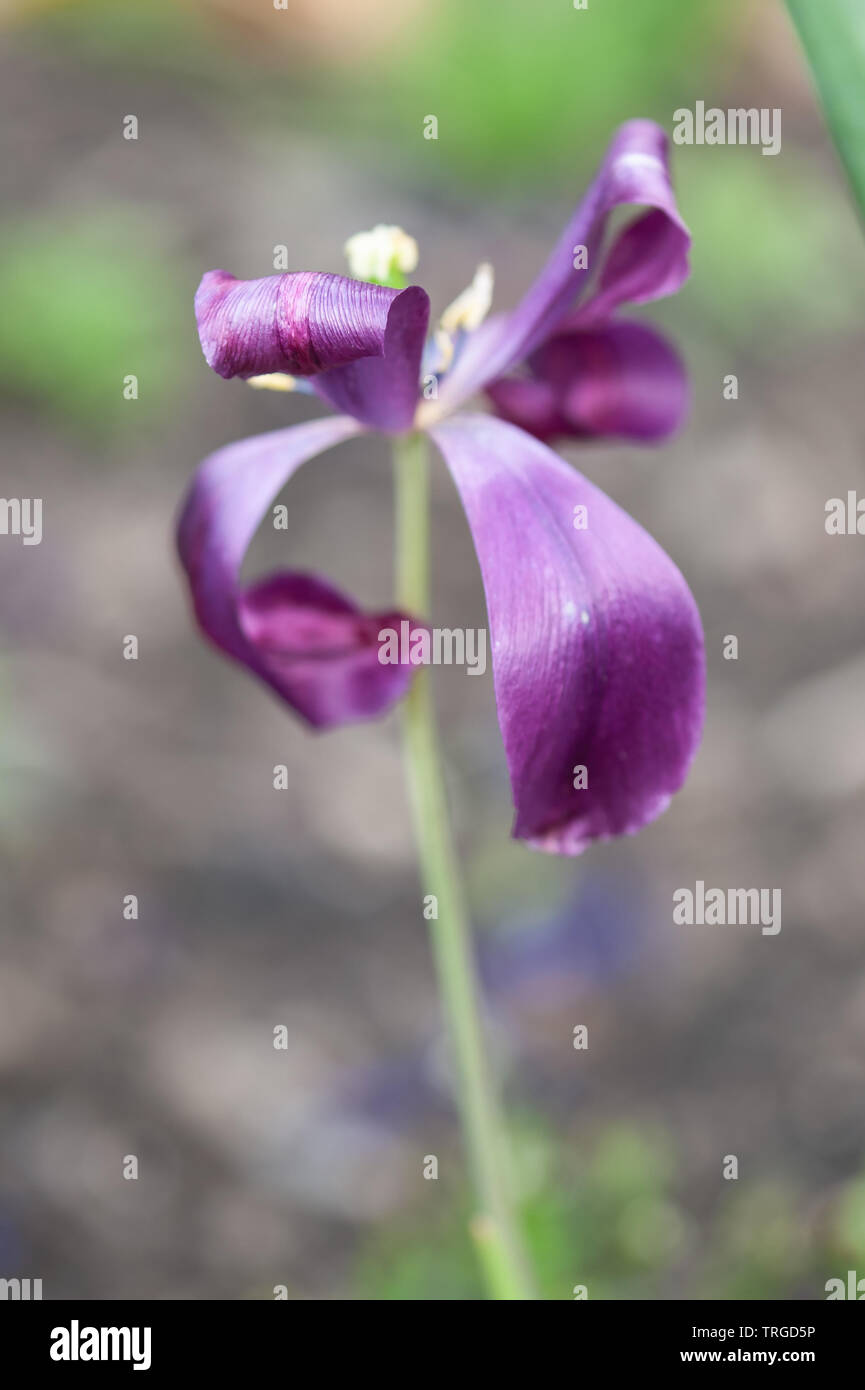 A tulip flower dies, it's petals curl before they fall Stock Photo Alamy