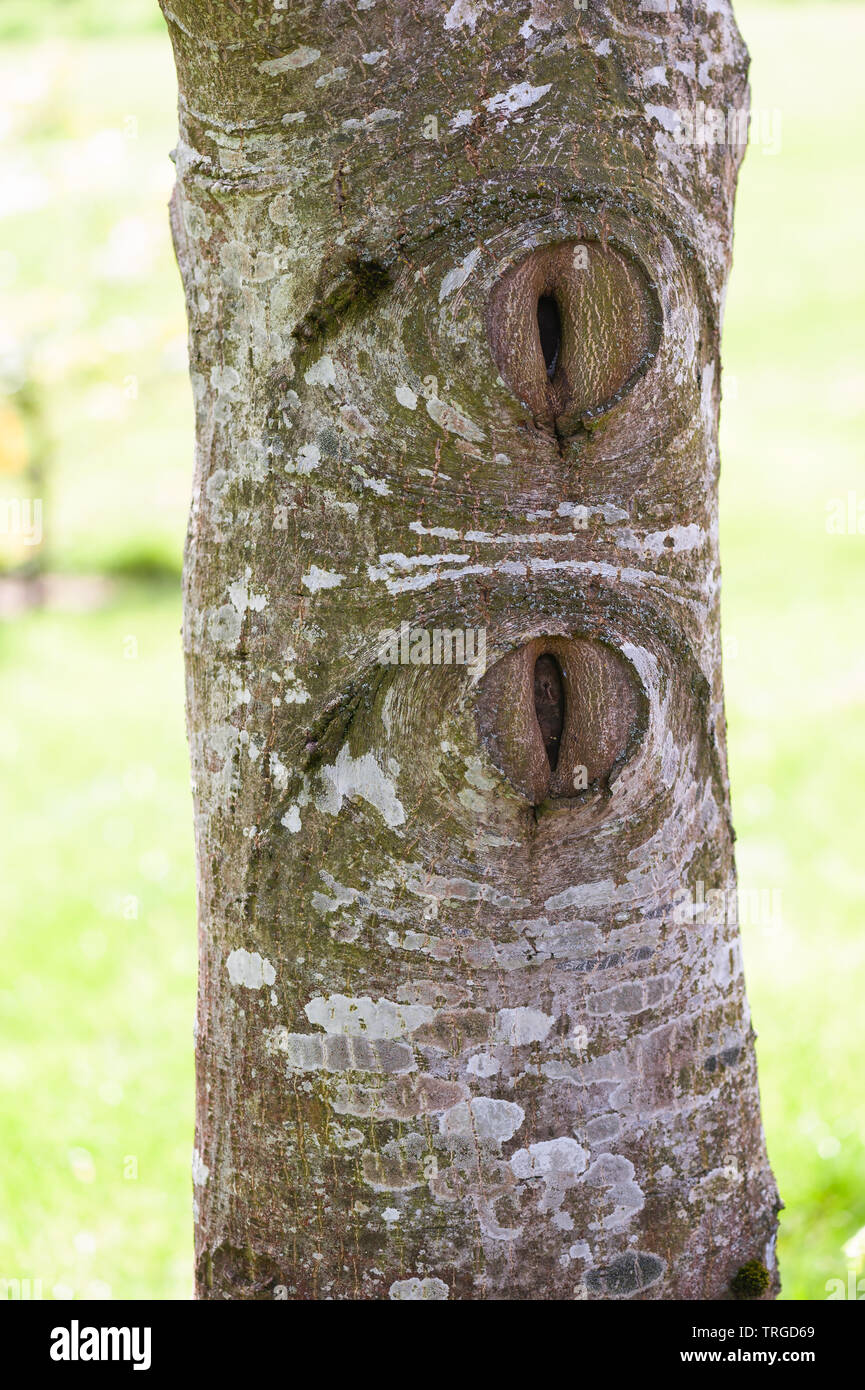 'Eyes' on a walnut tree trunk. Stock Photo