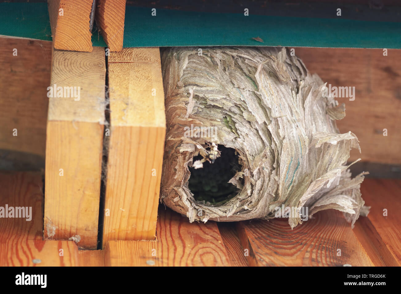 Abandoned wasps nest underneath the eaves of a garden hut. Stock Photo