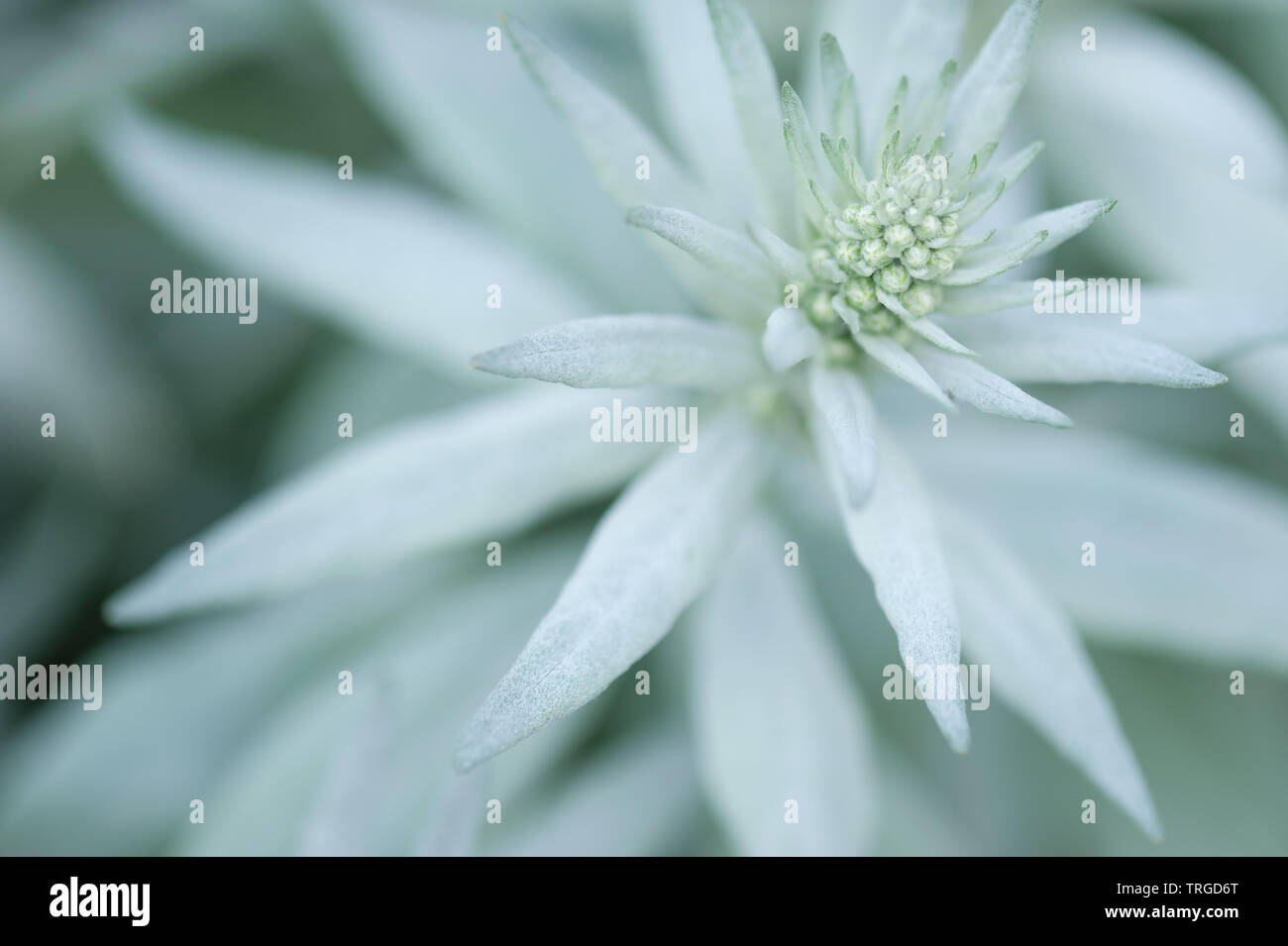 White Leaved Plant in spring Stock Photo - Alamy