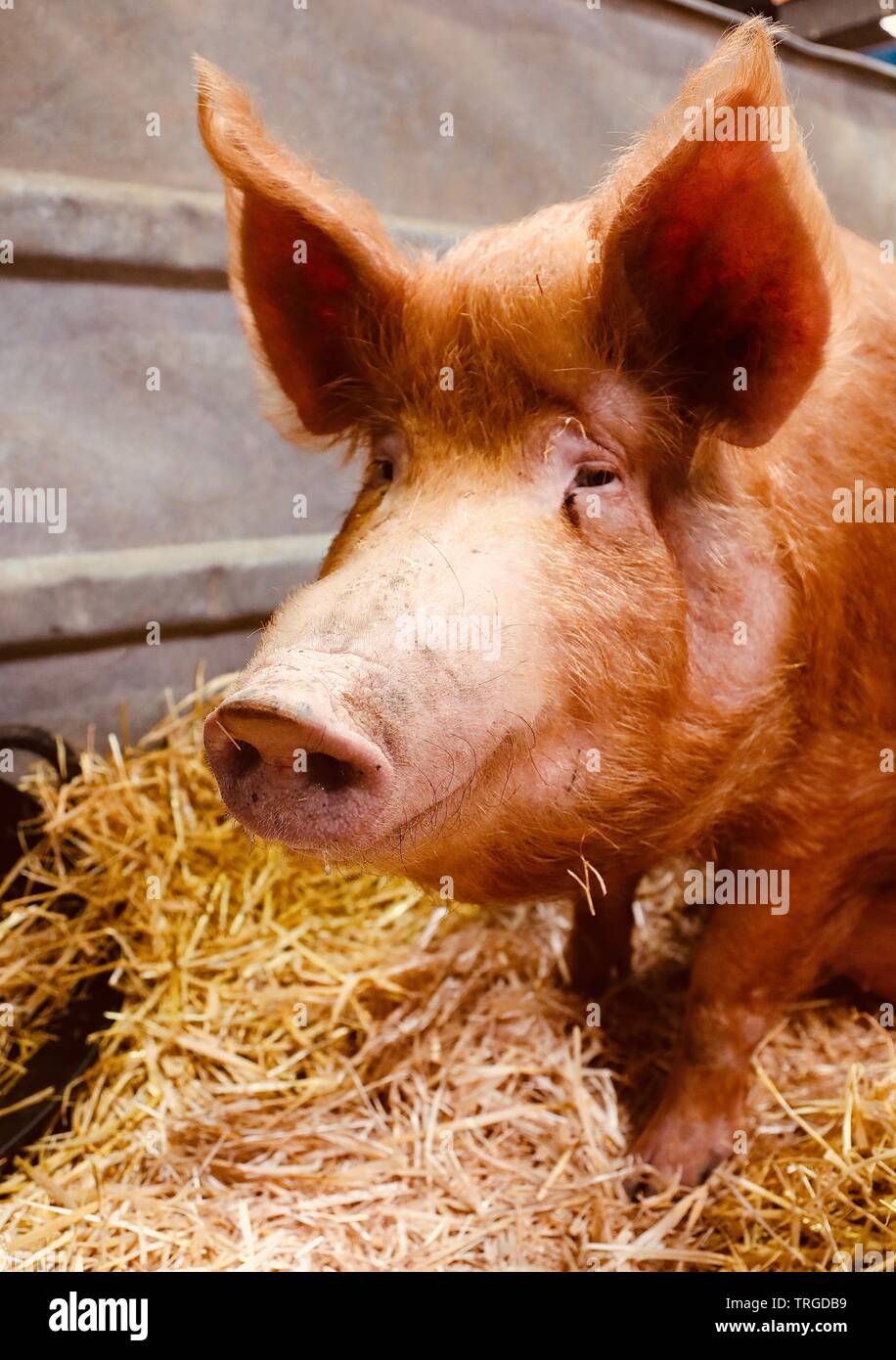 Rare breed Pig Stock Photo Alamy