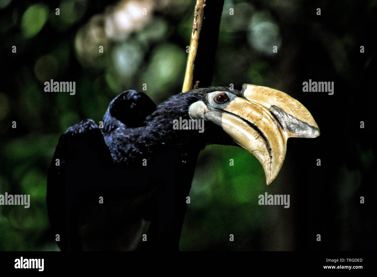 A single Hornbill bird (Anthracoceros albirostris) at Singapore Botanic