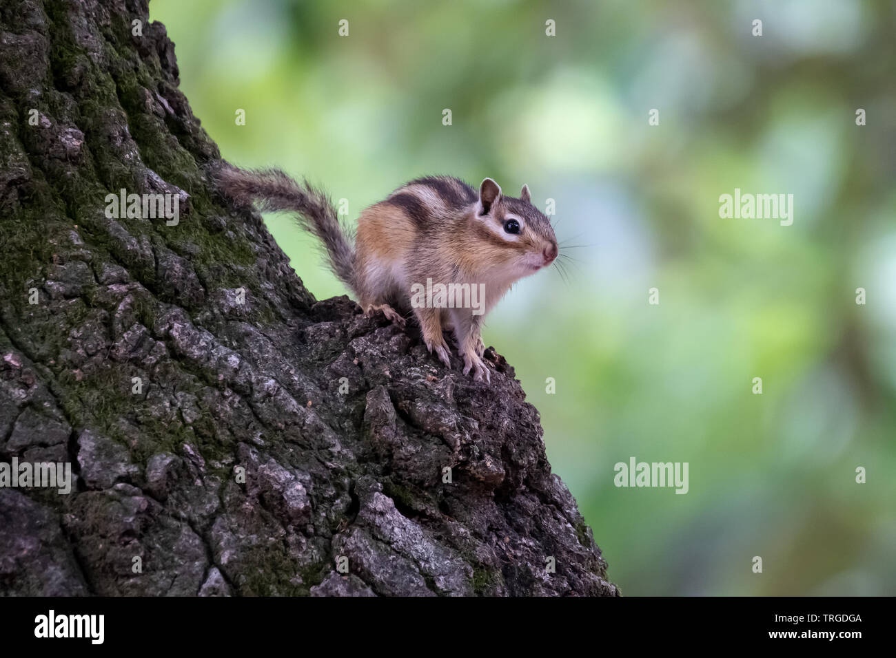 The chipmunk is in a 3/4 pose Stock Photo