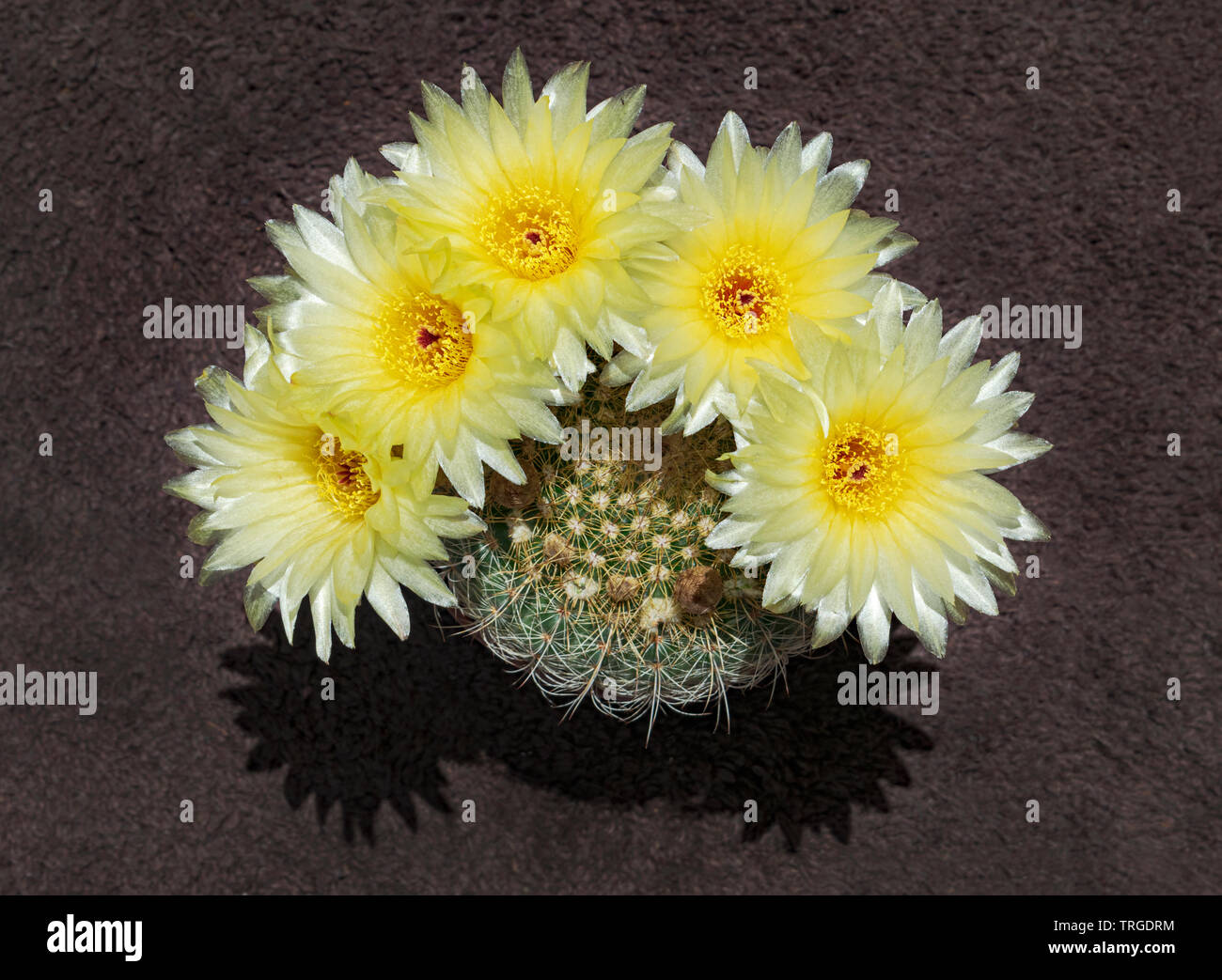 a parodia concinna notocactus apricus viewed from the top showing five dark yellow flowers above the plant with the cactus plant visible under the flo Stock Photo