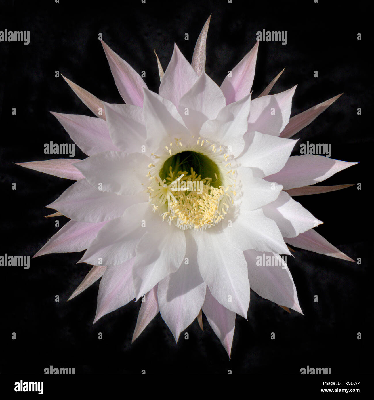 a single stunning white and pink night blooming chinopsis cactus flower centered on a black background Stock Photo