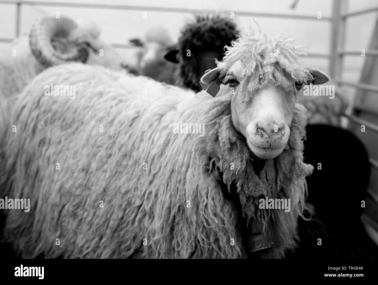 Portrait of a sheep in black and white Stock Photo