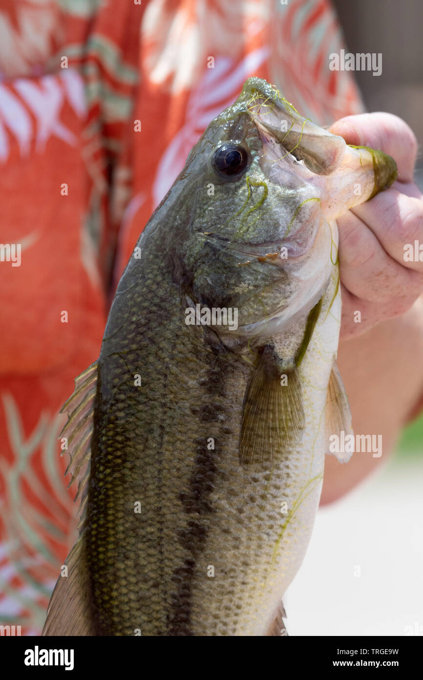 Extreme closeup of a largemouth bass held by a fisherman. Stock Photo