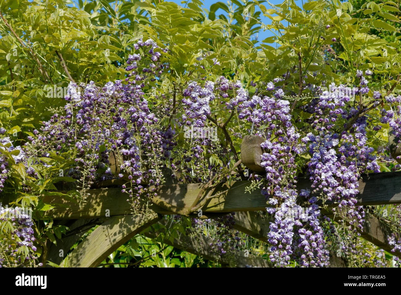 Wisteria with purple flowers hanging from a pergola against a blue sky Stock Photo